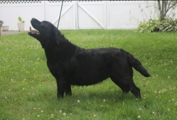 Delight Who's That Girl BB Labrador Retriever
